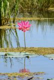 Nelumbo caspica