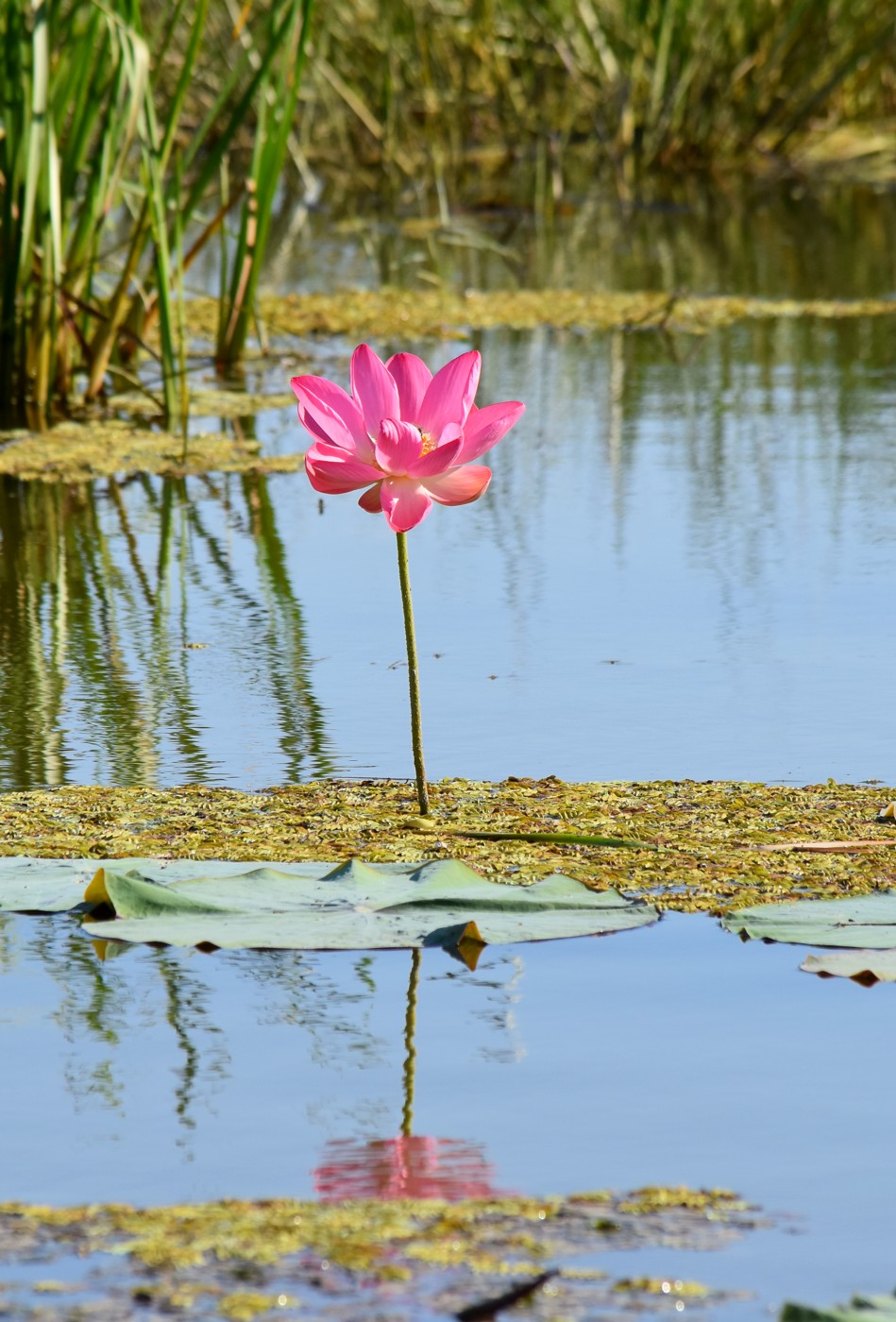 Изображение особи Nelumbo caspica.