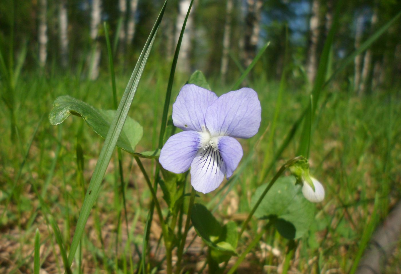 Изображение особи род Viola.