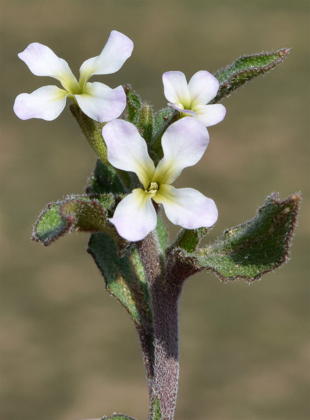 Изображение особи Strigosella africana.