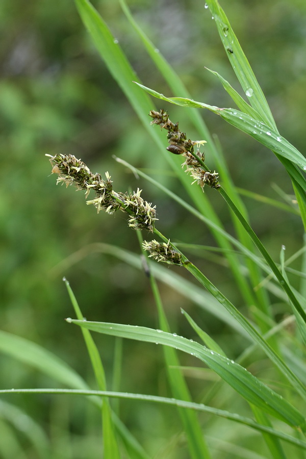 Изображение особи Carex vulpina.