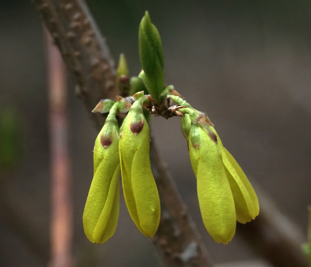 Image of genus Forsythia specimen.