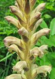 Orobanche lutea. Часть соцветия с цветками и бутонами. Краснодарский край, Туапсинский р-н, пгт Джубга, опушка искусственного леса из сосны крымской на окраине посёлка. 11 мая 2019 г.