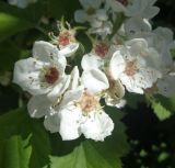 Crataegus submollis