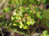 Chrysosplenium tetrandrum