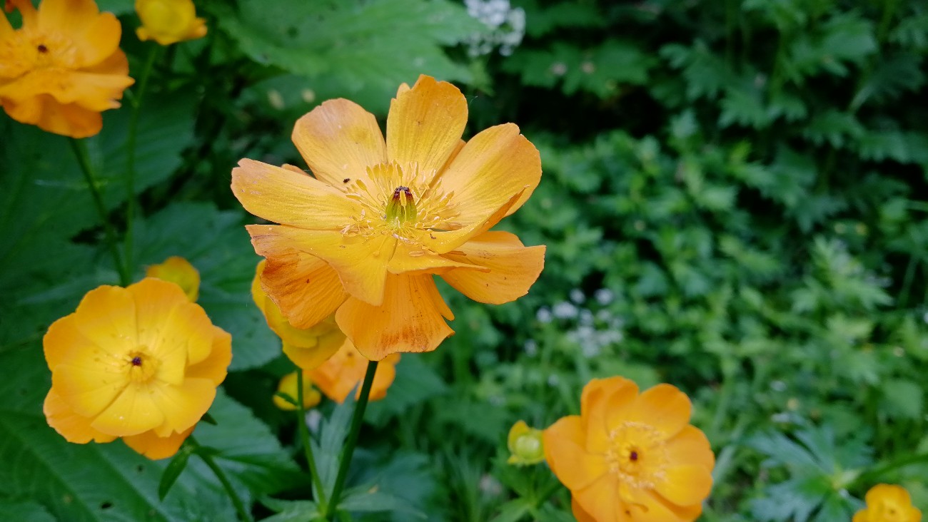 Изображение особи Trollius sachalinensis.