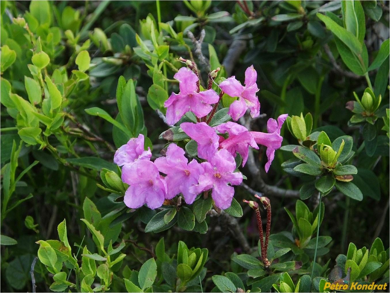 Image of Rhododendron kotschyi specimen.