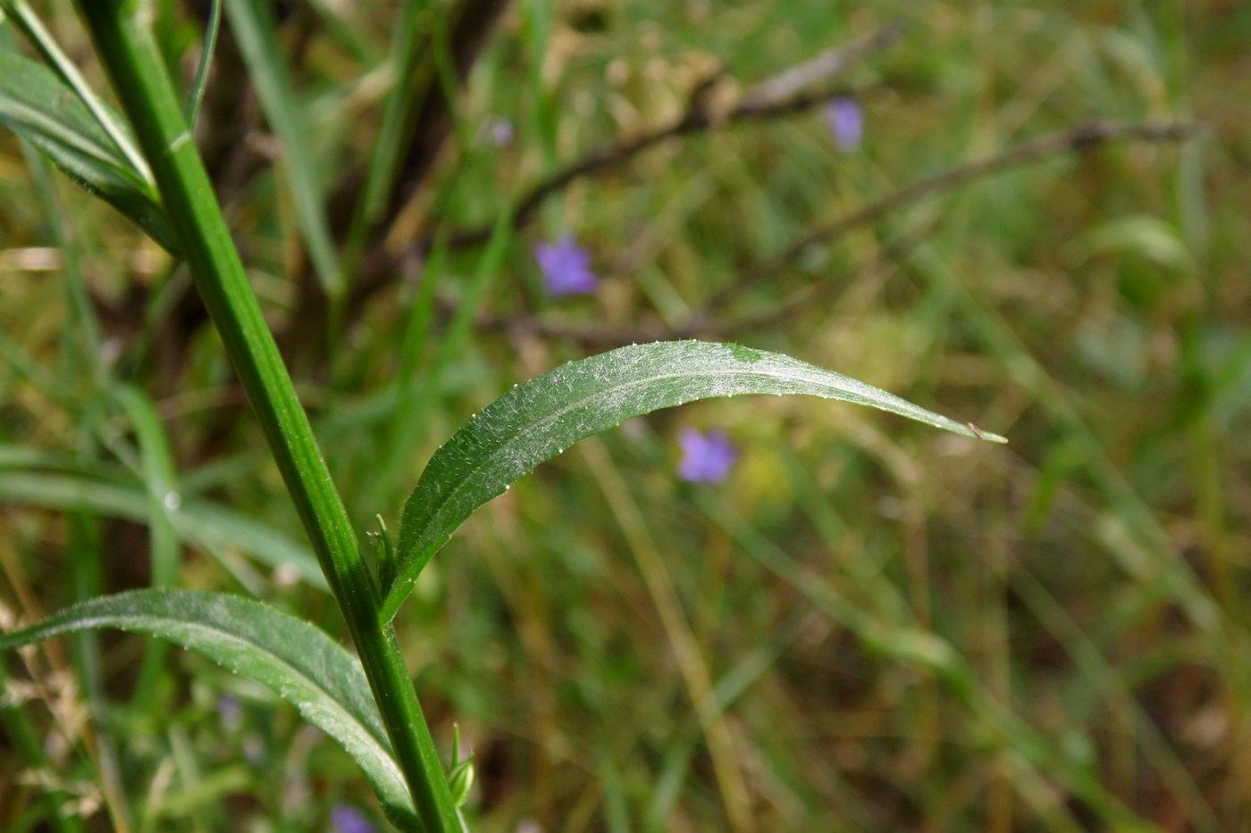 Изображение особи Campanula lambertiana.