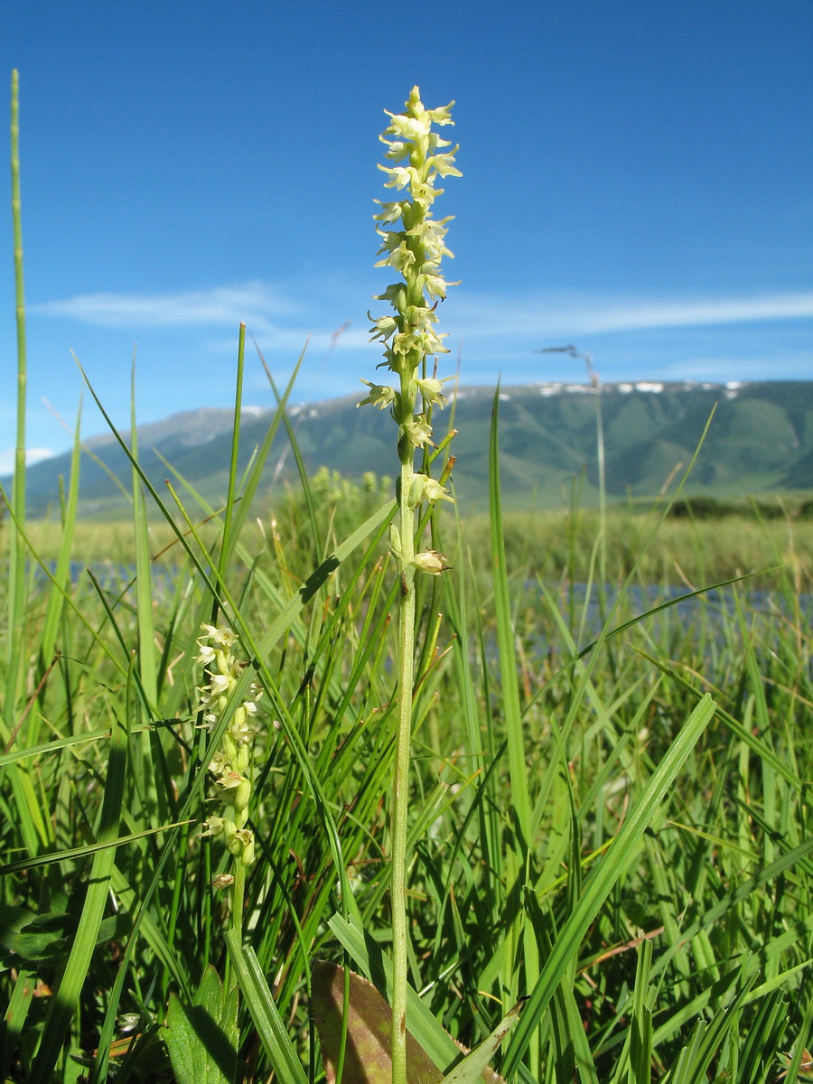 Изображение особи Herminium monorchis.