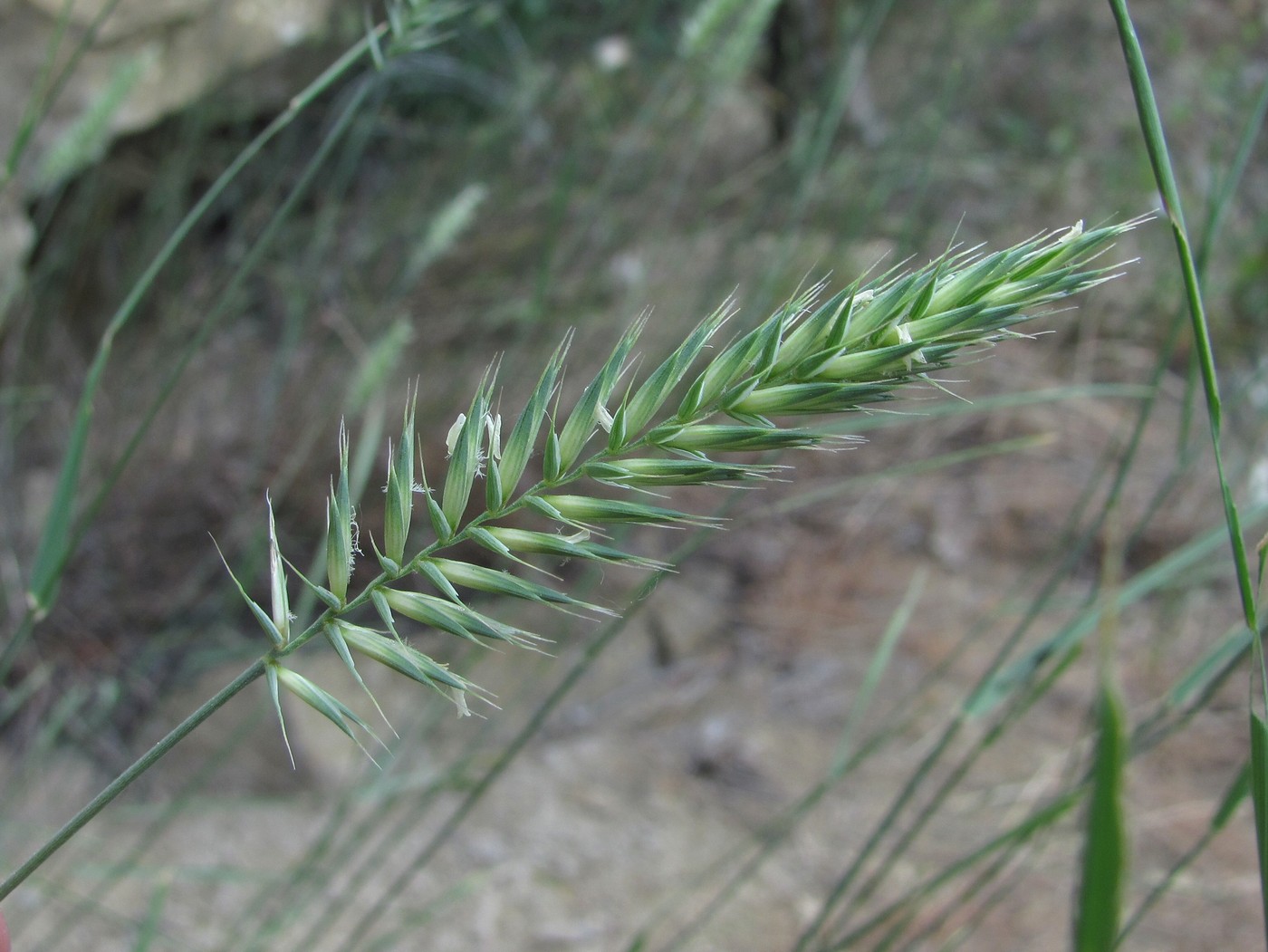 Изображение особи Agropyron pectinatum.