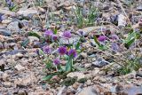 Allium platyspathum