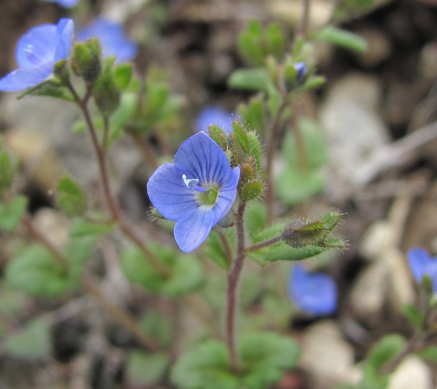 Image of Veronica praecox specimen.