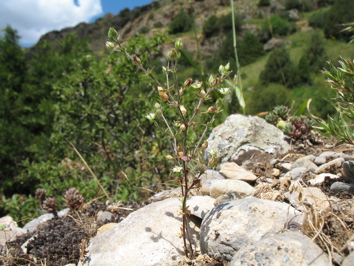 Изображение особи Arenaria serpyllifolia.