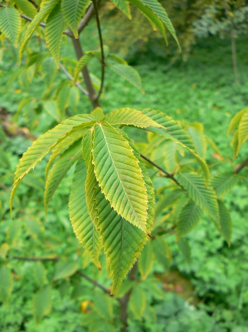 Image of Acer carpinifolium specimen.