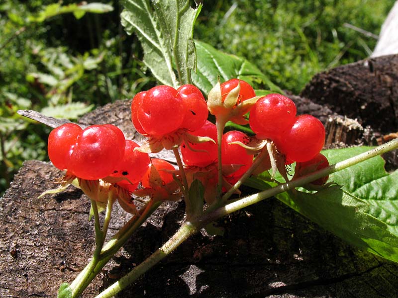 Изображение особи Rubus saxatilis.