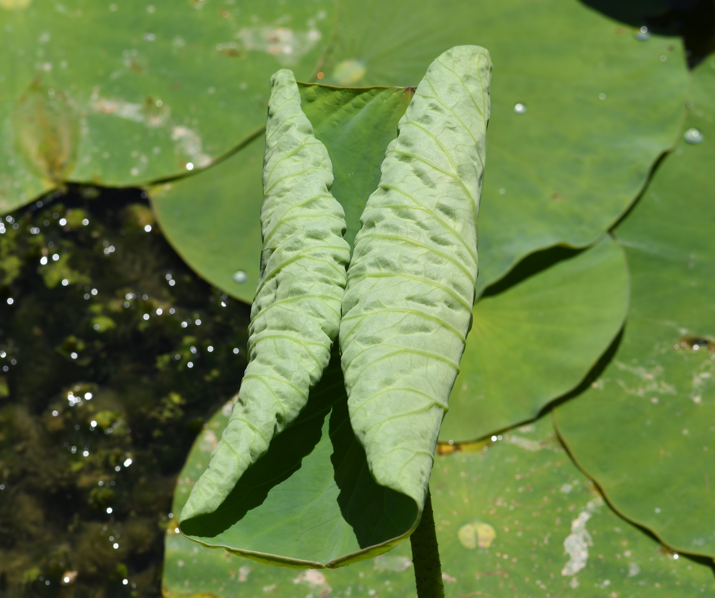 Image of Nelumbo nucifera specimen.