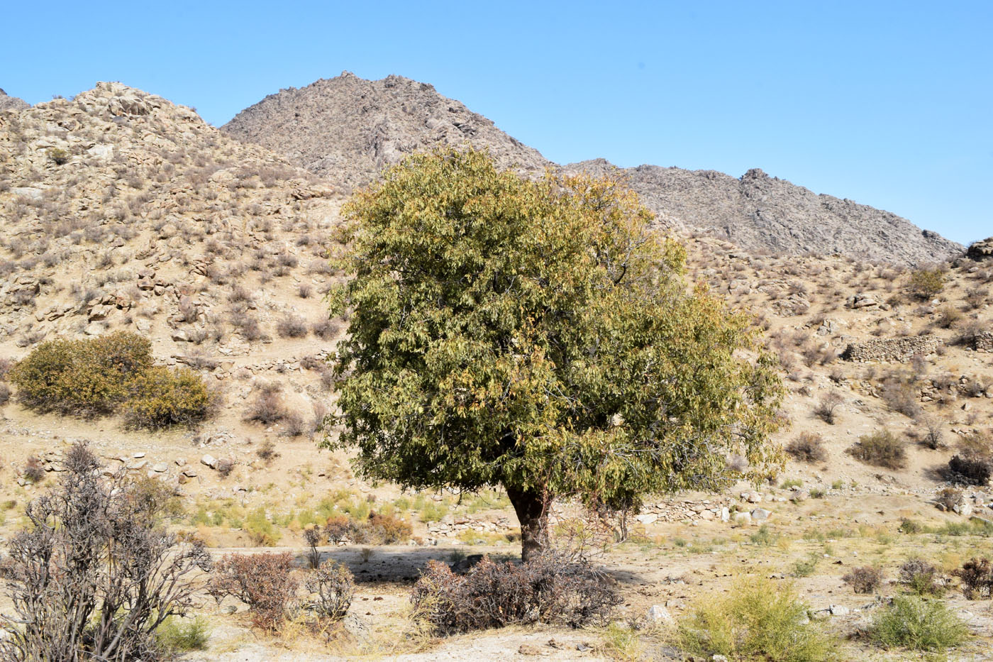 Изображение особи Celtis caucasica.