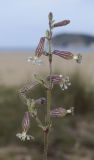 Silene niceensis