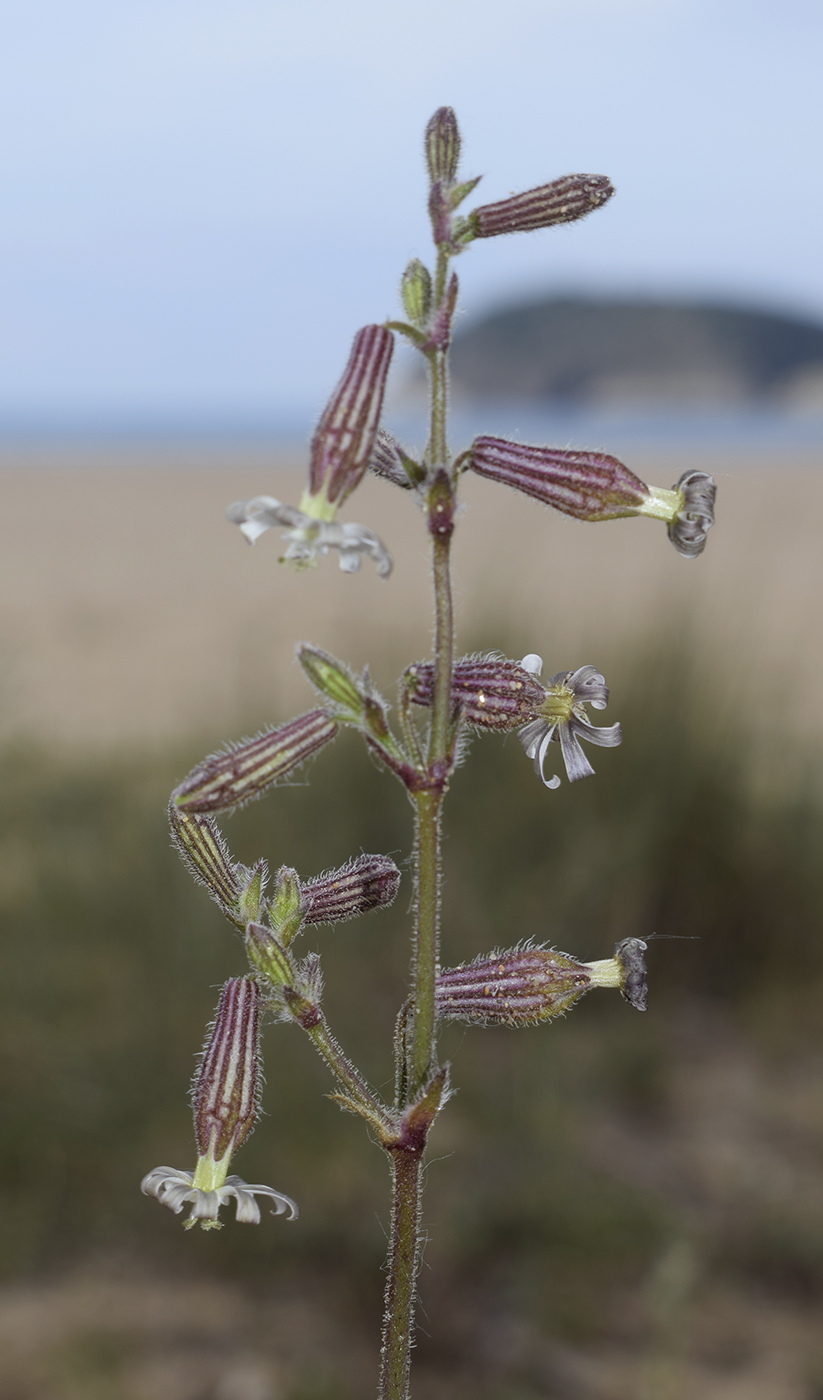 Изображение особи Silene niceensis.