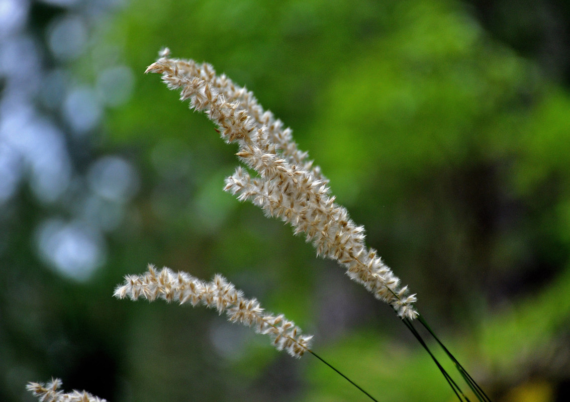 Image of Melica transsilvanica specimen.