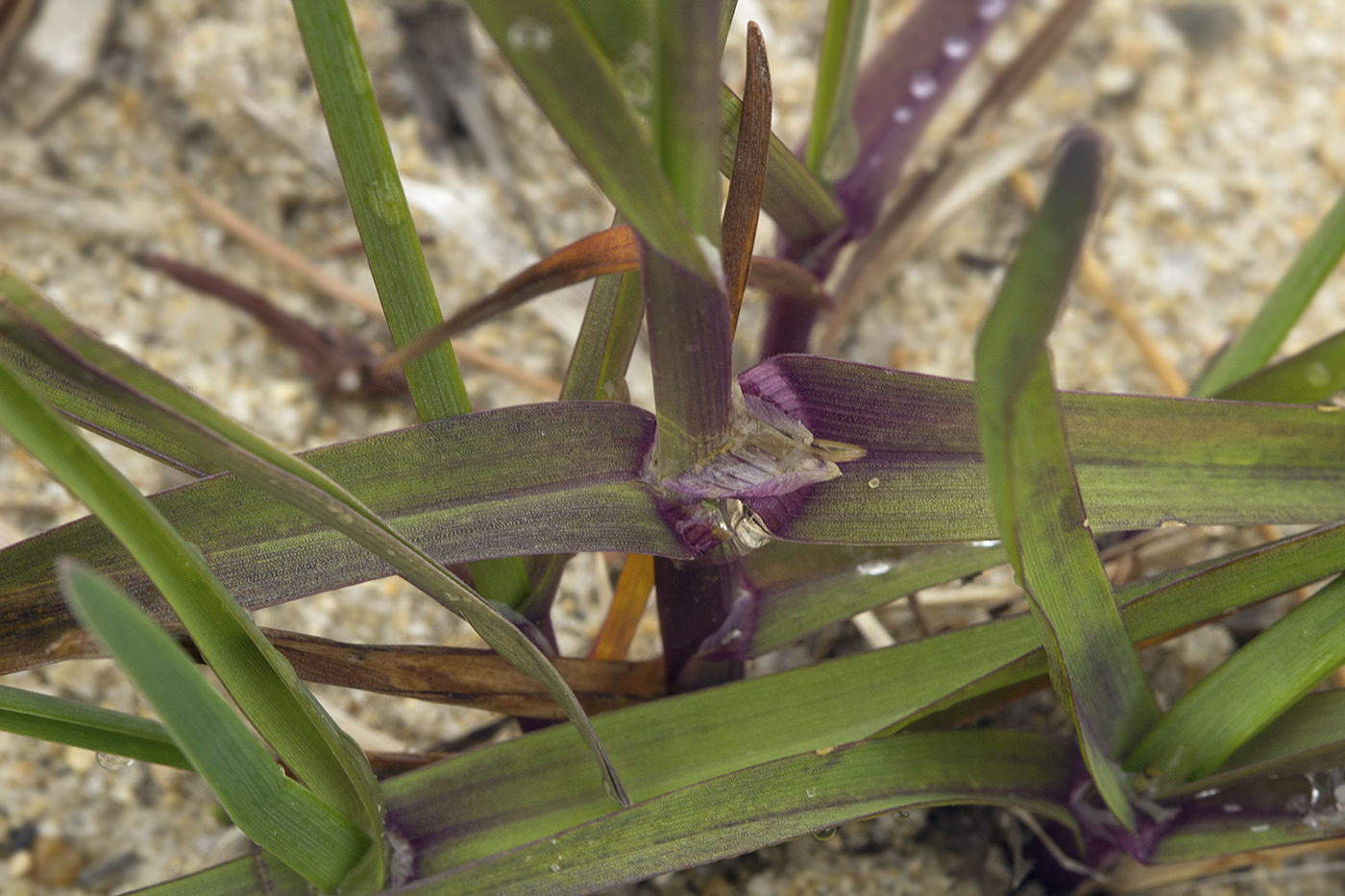 Image of Poa annua specimen.