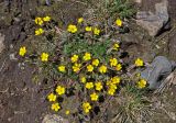 род Potentilla
