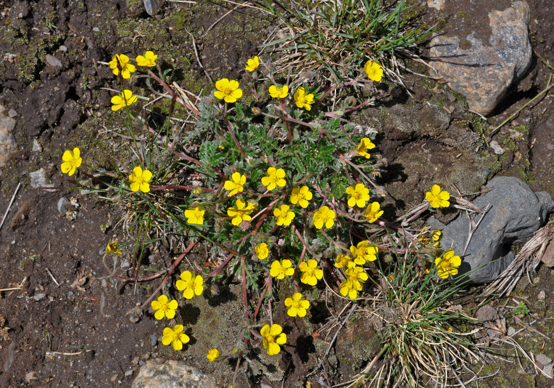 Изображение особи род Potentilla.