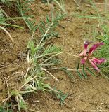 Astragalus rostratus