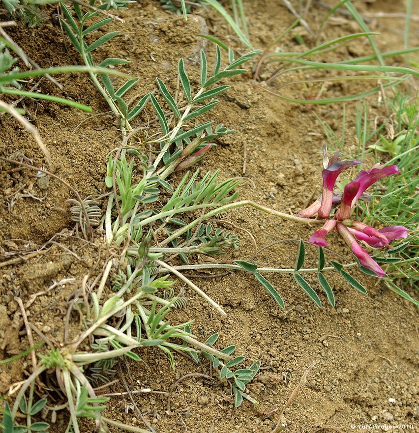 Изображение особи Astragalus rostratus.