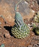 Orostachys spinosa. Растение с развивающимся цветоносом. Алтай, Онгудайский р-н, устье р. Большой Яломан, каменистый сухой склон. 11.06.2019.