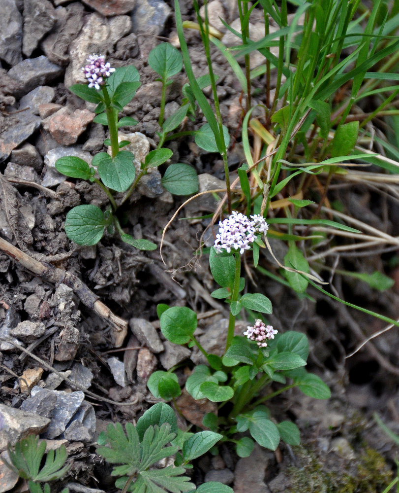 Изображение особи Valeriana martjanovii.