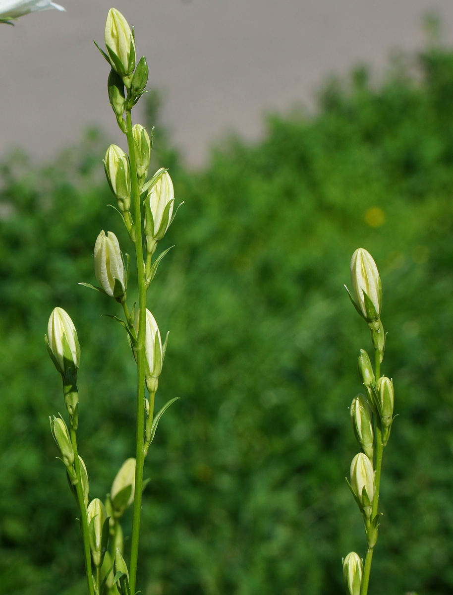 Image of Campanula persicifolia specimen.