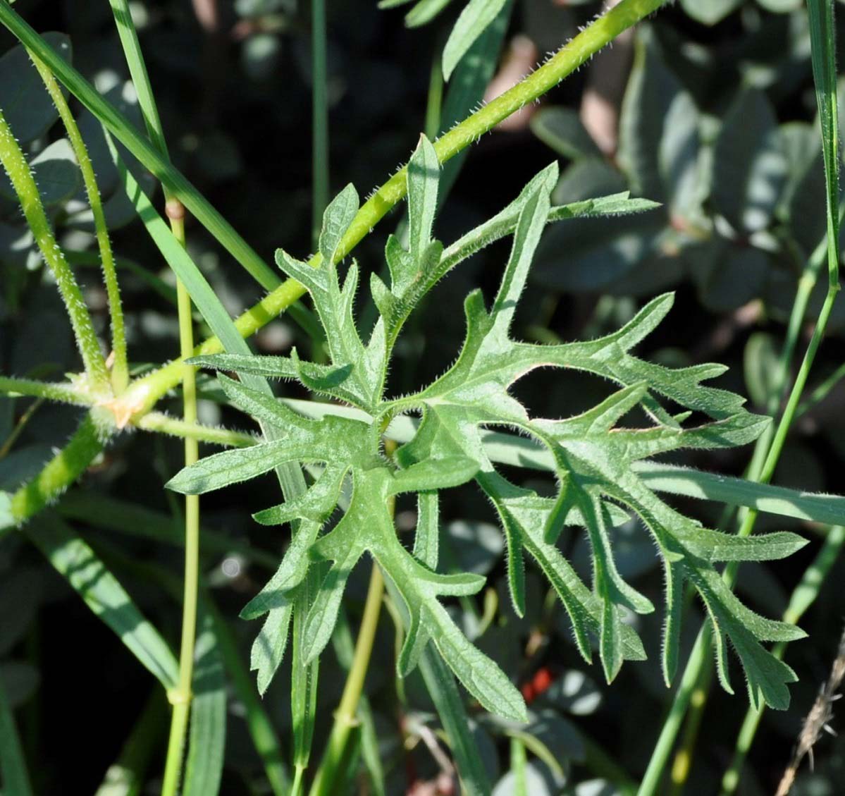 Image of Erodium laciniatum specimen.