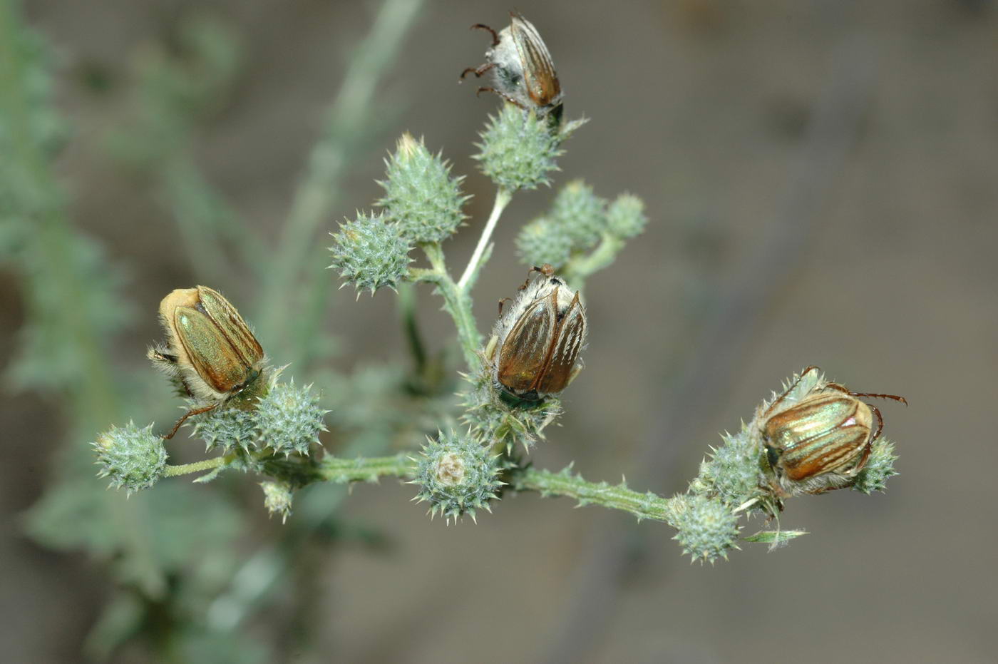 Image of Cousinia alata specimen.