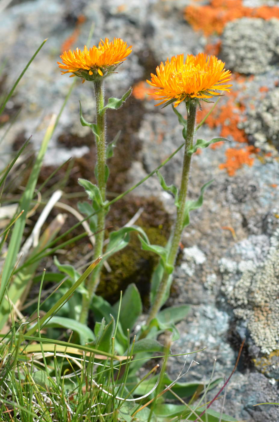 Image of Erigeron aurantiacus specimen.