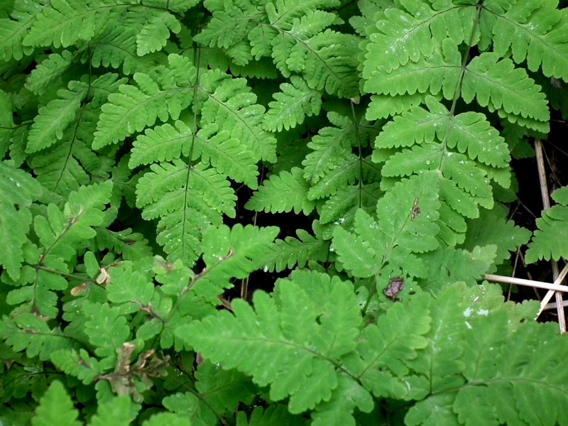Image of Gymnocarpium dryopteris specimen.
