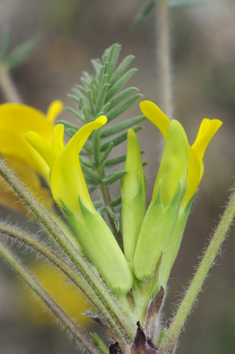 Image of Astragalus alatavicus specimen.