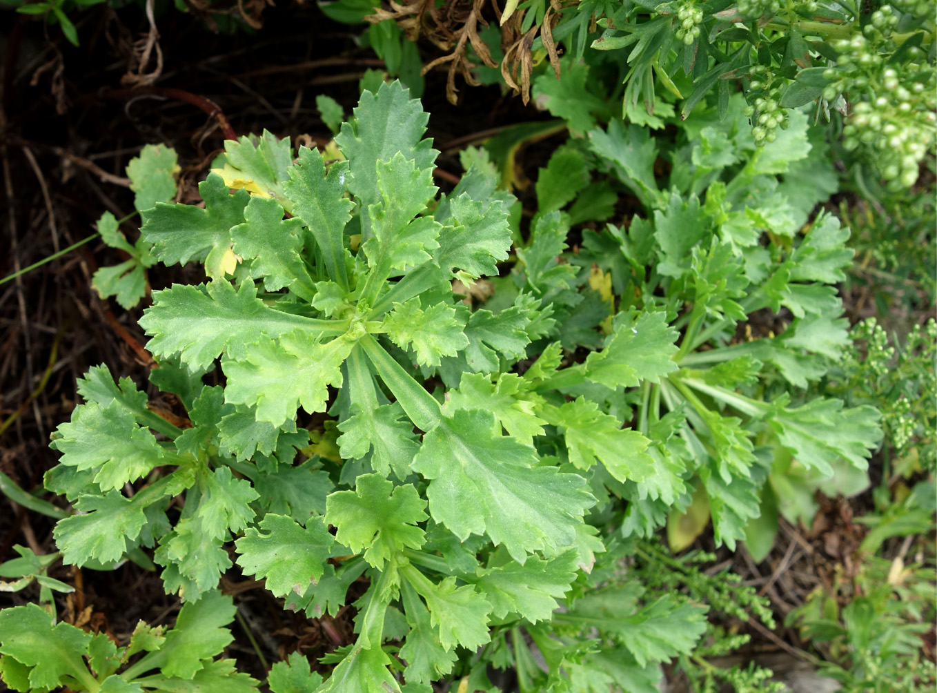 Image of Artemisia japonica specimen.