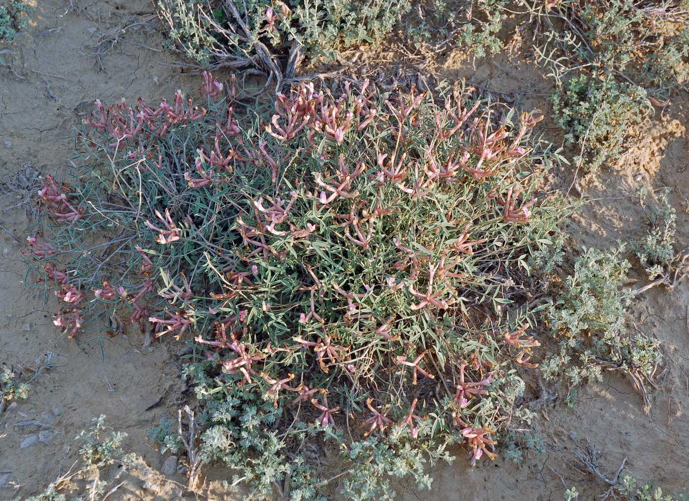 Image of Astragalus erioceras specimen.