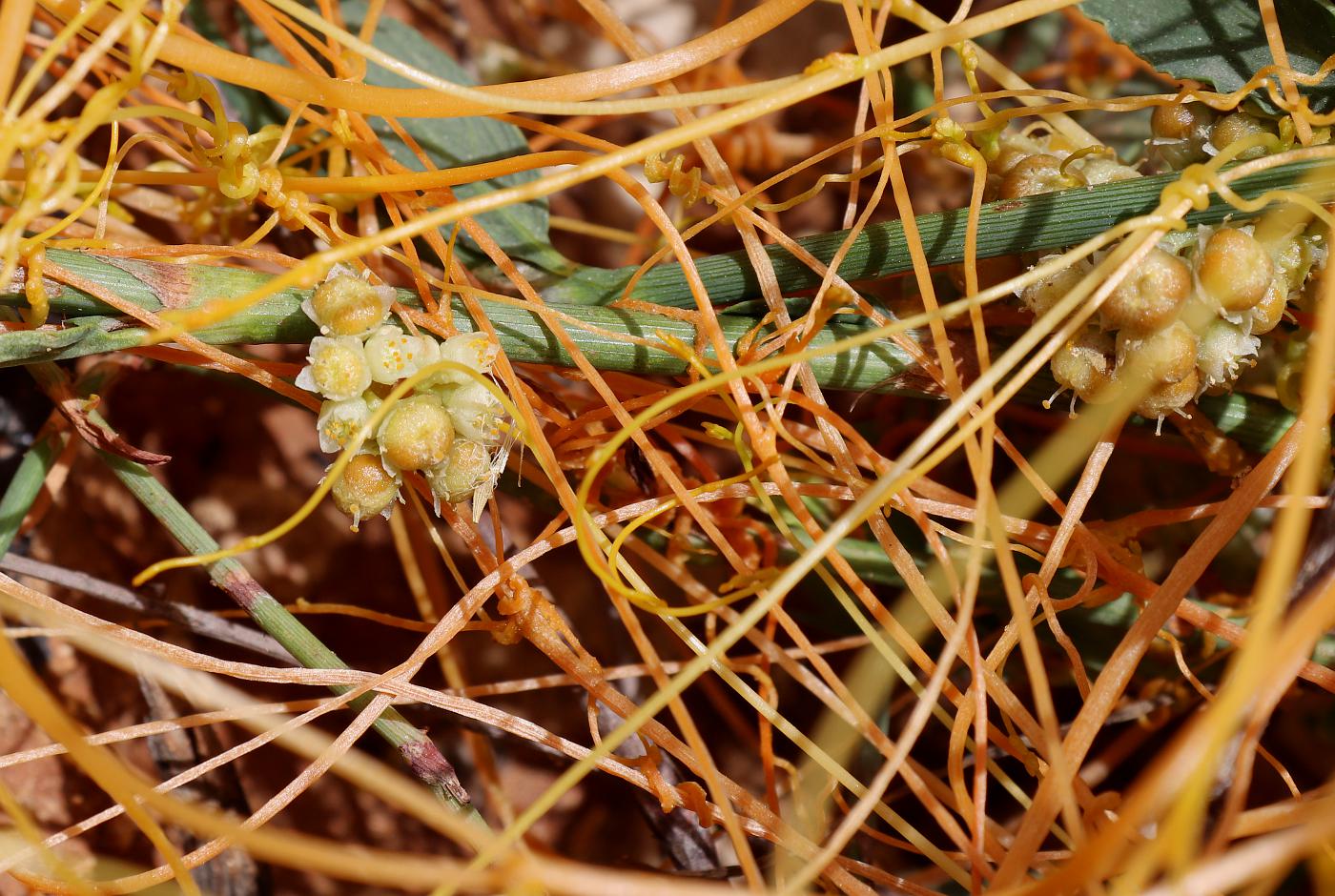 Image of Cuscuta campestris specimen.