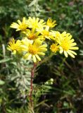 Senecio argunensis. Общее соцветие. Приморский край, окр. пос. Михайловка, разнотравный луг между дорогой и сопкой. 29.08.2019.