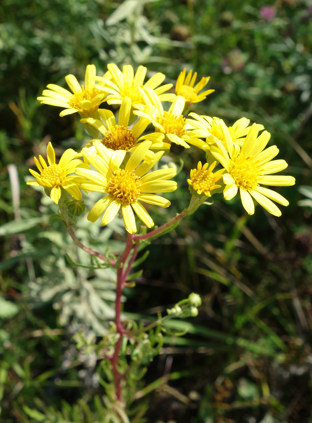 Image of Senecio argunensis specimen.