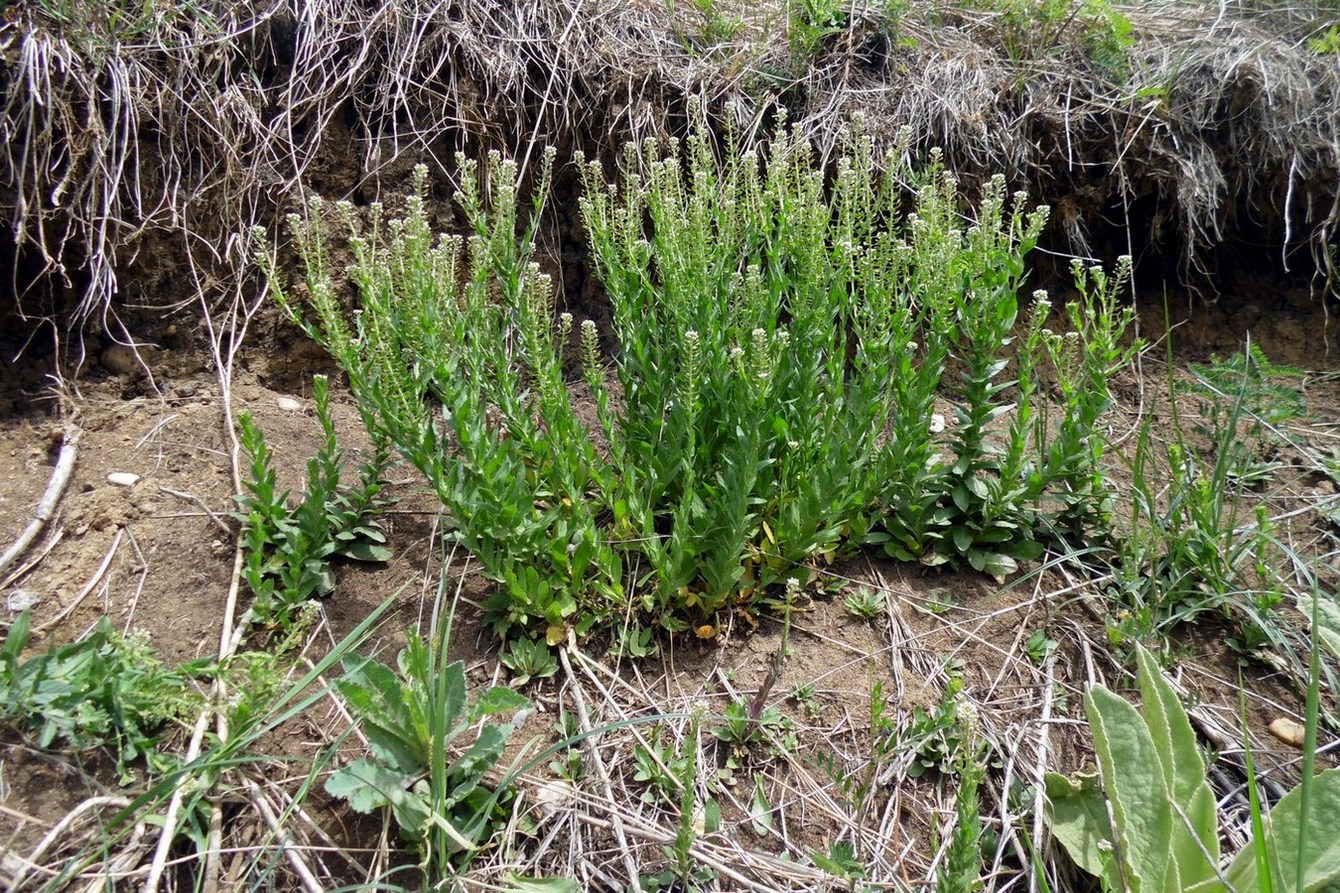 Изображение особи Lepidium campestre.