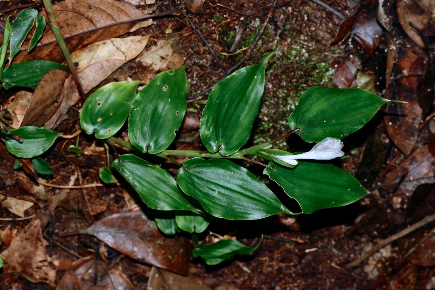 Изображение особи Camptandra latifolia.