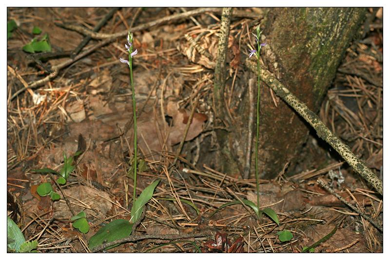 Image of Neottianthe cucullata specimen.