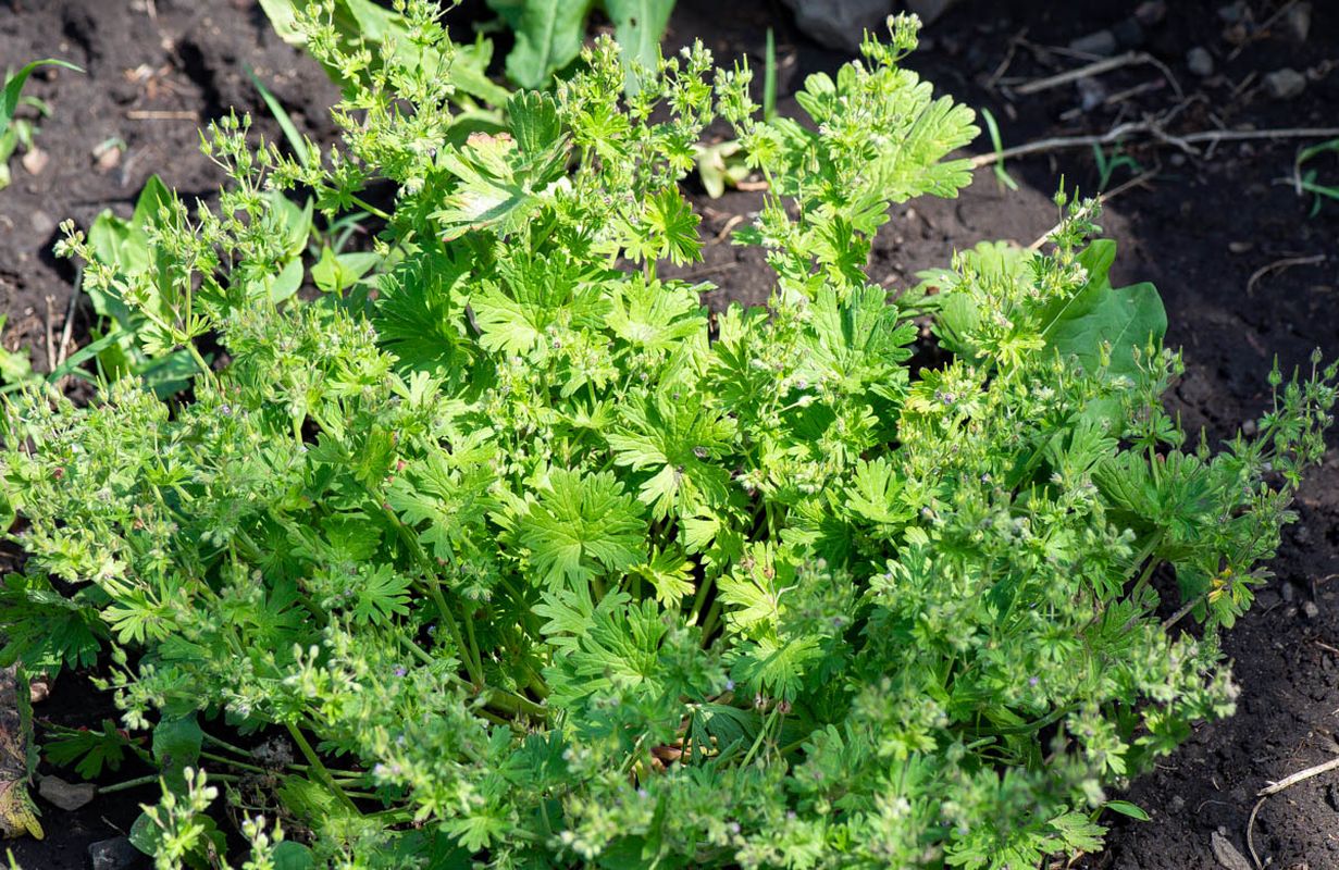 Image of Geranium pusillum specimen.