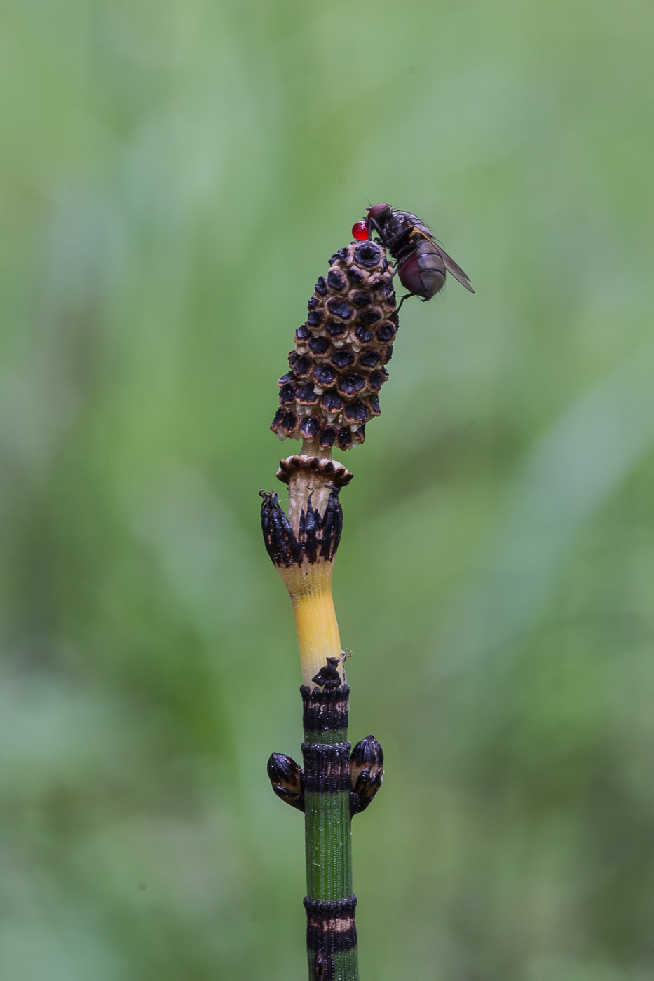 Изображение особи Equisetum hyemale.