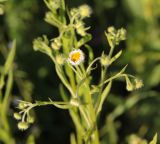 Erigeron annuus