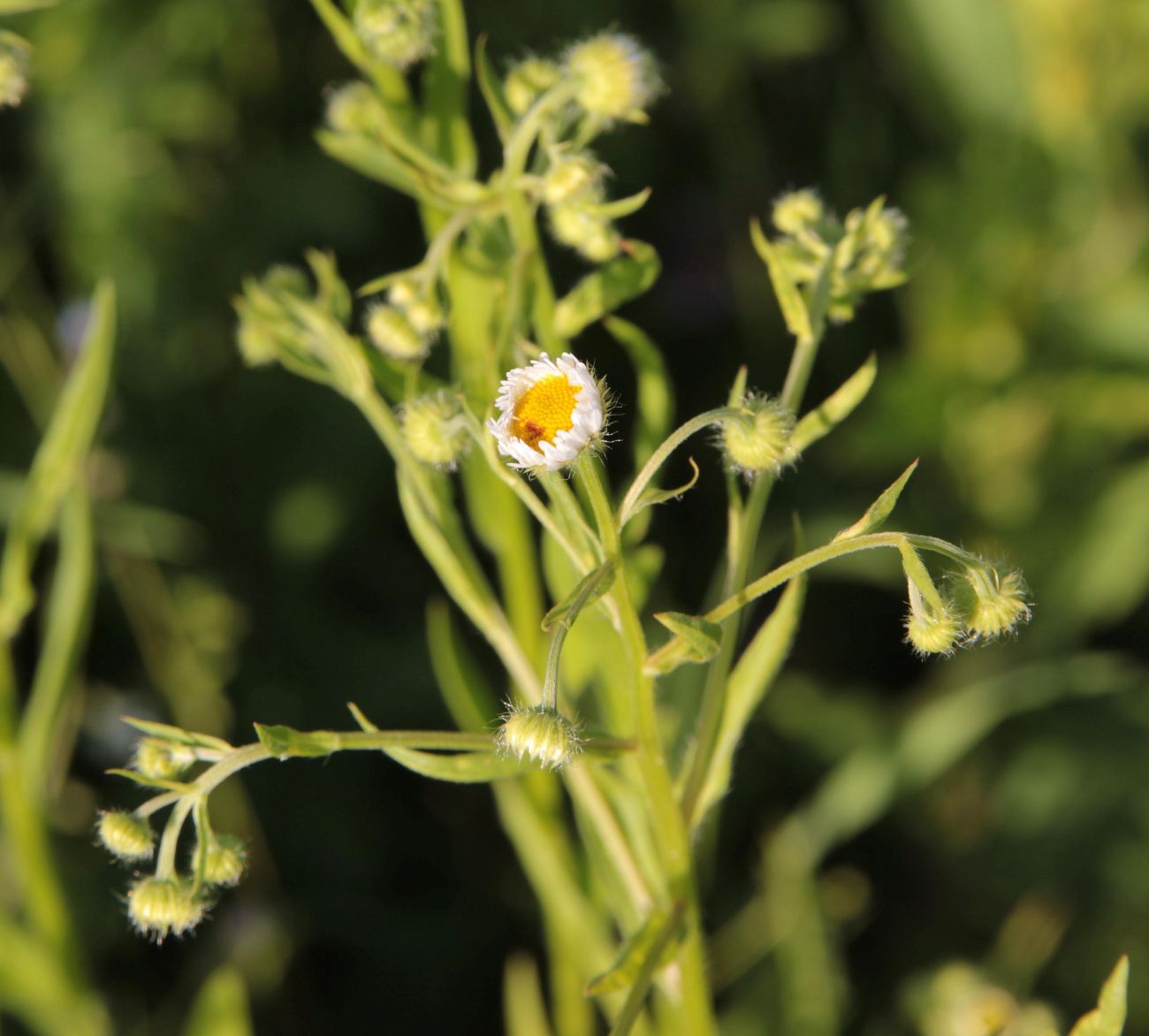 Image of Erigeron annuus specimen.