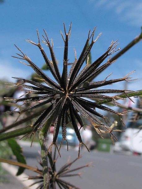 Image of Bidens pilosa specimen.